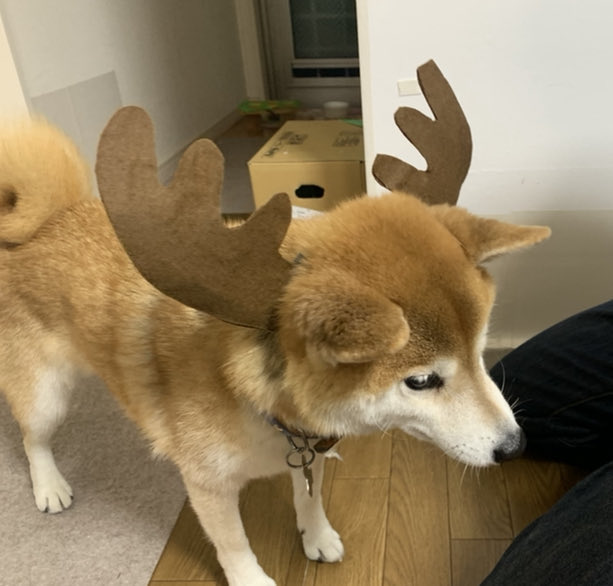ike_law's tweet photo. メリクリ🎄🎁
＃柴犬 https://t.co/r3MLBF2y7o