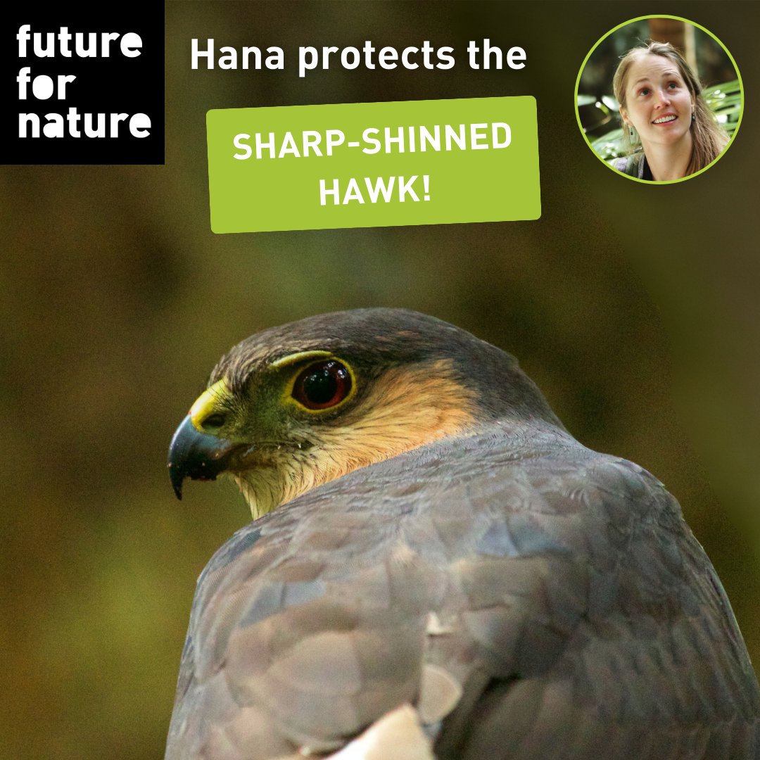 Futurefornature's tweet photo. Hana Weaver worked hard to prevent the extinction of Peutro Rican sharp-shinned haw. Do you want to read about the story of this #ffnnominees2024?
Check out our website: https://t.co/pP37paEo8F
#FutureForNature #natureconservation #protectourplanet #puertorico #Hawk #extinction https://t.co/dXDDY2ohlf