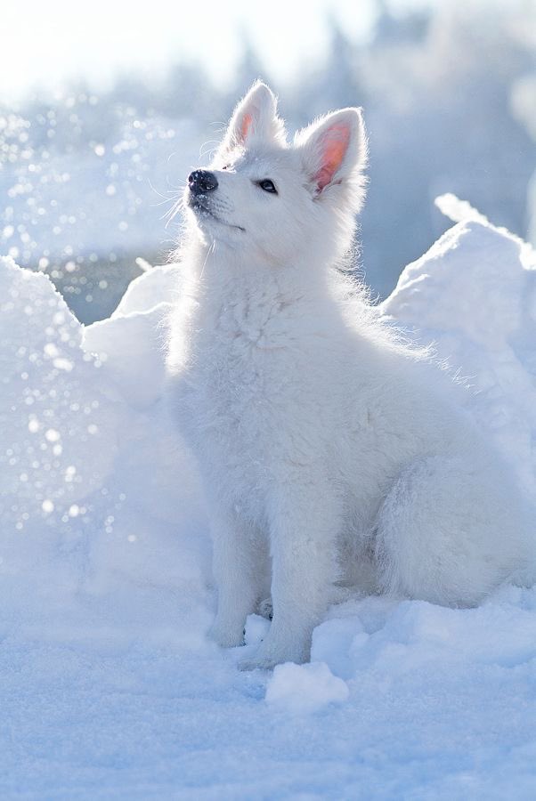 CorellaTej7982's tweet photo. #felizlunes #felizsemana #MondayMood #Mondayfunday #white #animals #noalacaza #noalmaltrato #AnimalRights #animalpic #nature #winter https://t.co/fIjTx4zI2t