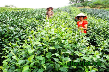 nobita1989TN's tweet photo. Chè Kim Tuyên là giống chè mang mã số 12 của Đài Loan, được tạo ra bằng phương pháp lai hữu tính giữa mẹ là trà Ôlong lá to của địa phương và bố là giống Raiburi của Ấn Độ vào năm 1975. Nhập nội vào Việt Nam năm 1994, được trồng ở Thái Nguyên
#Teadrinks https://t.co/NZbHYoSi3g