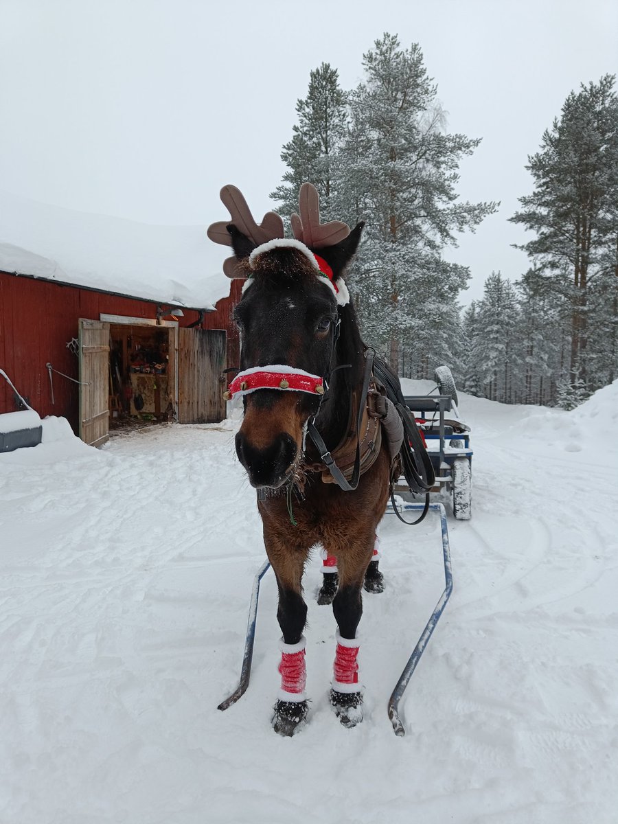 God Jul 🎅🏻

Rudolf fick skjutsa runt på syrran och hennes barn igår. Han är bäst!  ❤️ #Illbatting
