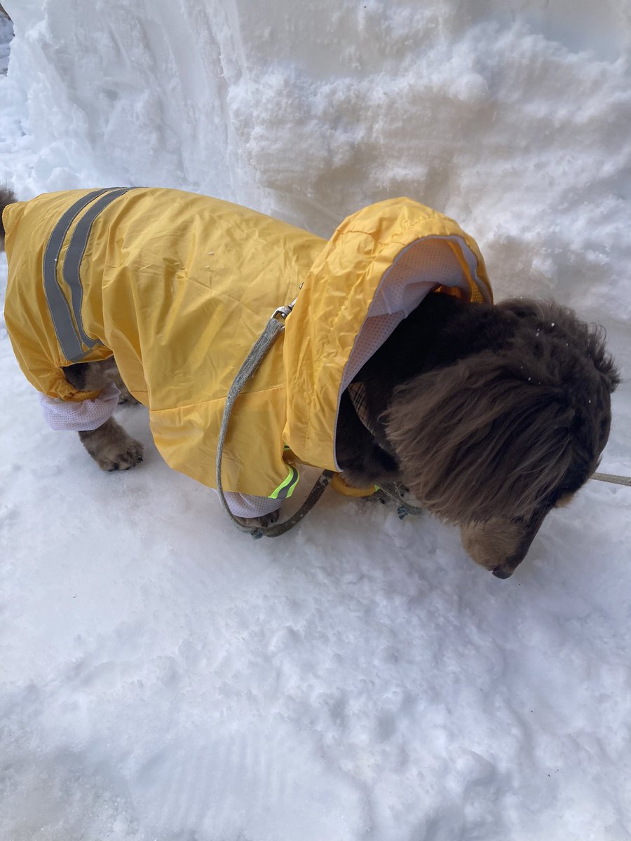 ___aygo_'s tweet photo. カッパ着せたらテンションダダ下がりの犬 https://t.co/M5nKdn8Qcy