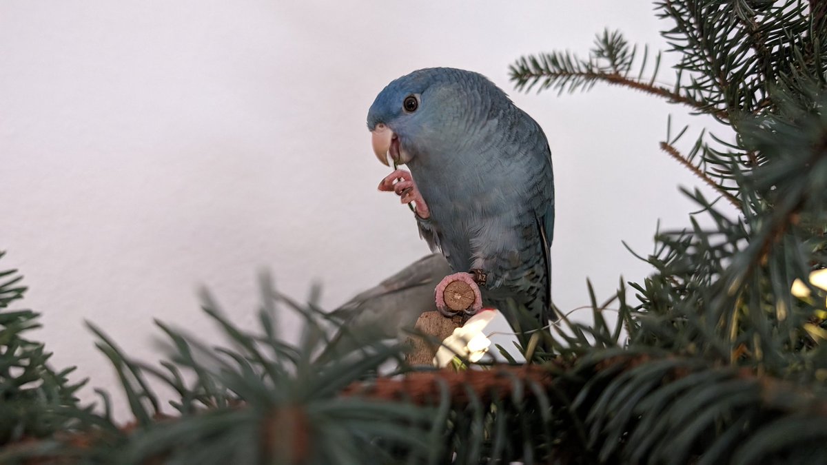🎄🦜Merry Christmas from the birbs