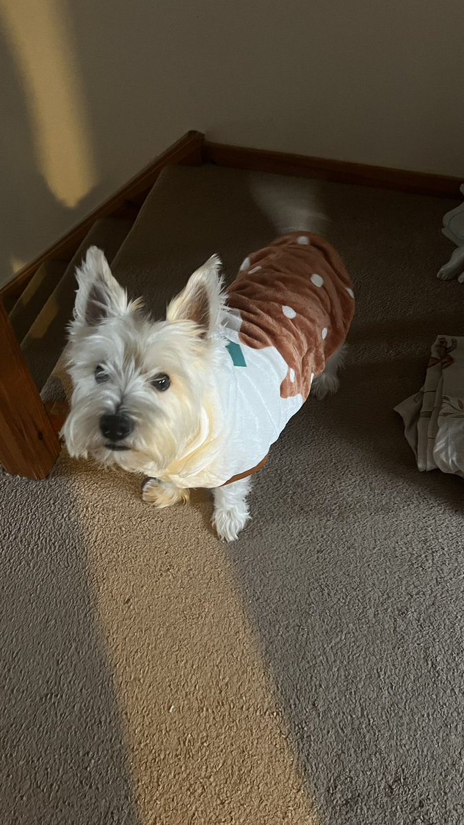 L90ORS's tweet photo. He’s been nicknamed ‘The pudding’ since he was 8 weeks old so we just had to have @PetsatHome pudding jumper for Christmas Day 🐾 #MerryChrismas https://t.co/2hxuE0VBFy