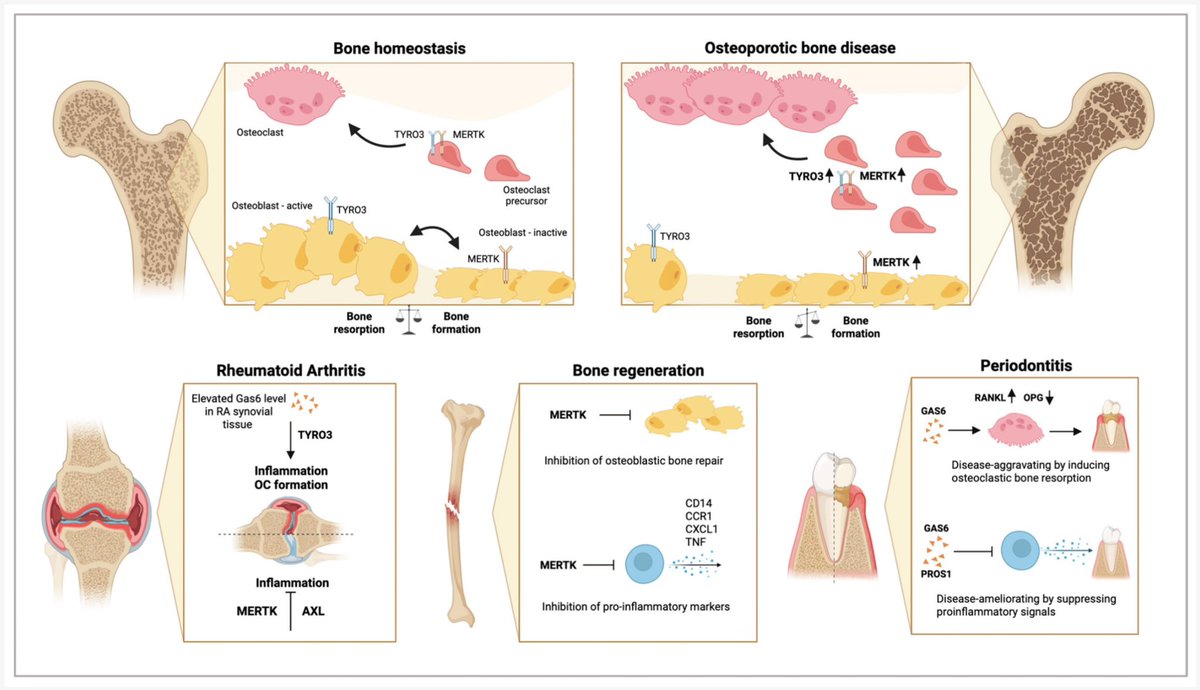 Dr. Deniz Ragıpoğlu Emanet tweet media