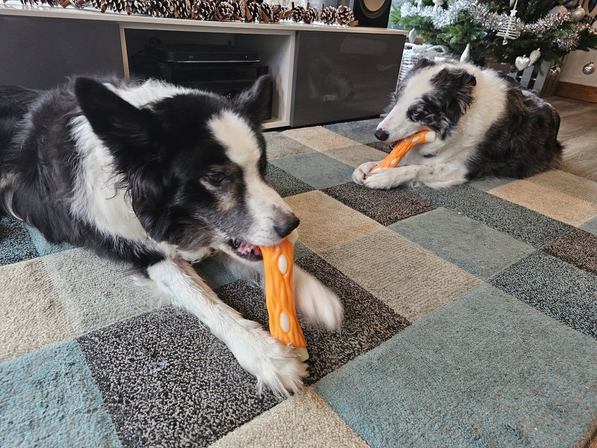 Merry Christmas! Me and my bruvver <a href="/ripley_collie/">Ripley_Collie 🏴󠁧󠁢󠁳󠁣󠁴󠁿🐾🐶</a> got new bones!