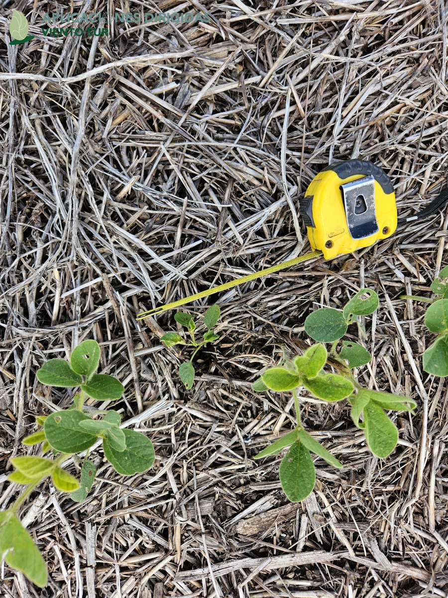VientoSurAgro's tweet photo. Evaluando detección de malezas en soja con #AplicacionesDirigidas 🎯 #SprAI @deepagroco 
Soja en V3, a 40 cm.
Diferentes direcciones de avance, malezas y tamaño de malezas.
#Experimentación https://t.co/RRO1BNQNXg