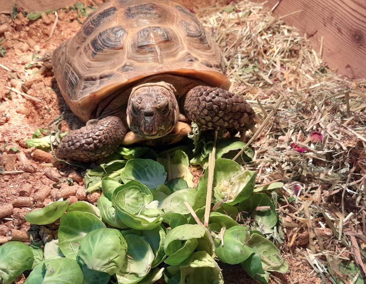 Merry Christmas to all, love Mikey. And thanks for the sprout peelings.