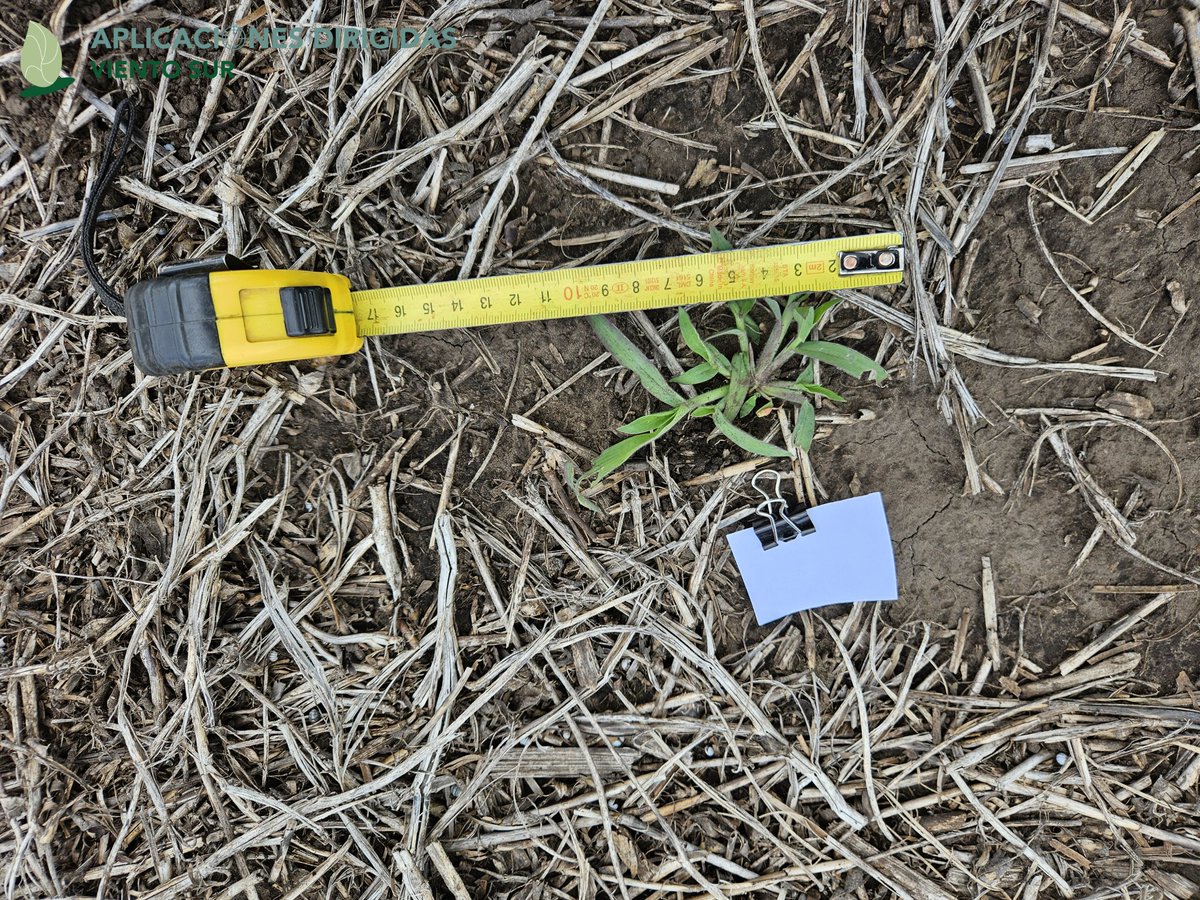 VientoSurAgro's tweet photo. Evaluando detección de malezas en soja con #AplicacionesDirigidas 🎯 #SprAI @deepagroco 
Soja en V3, a 40 cm.
Diferentes direcciones de avance, malezas y tamaño de malezas.
#Experimentación https://t.co/RRO1BNQNXg