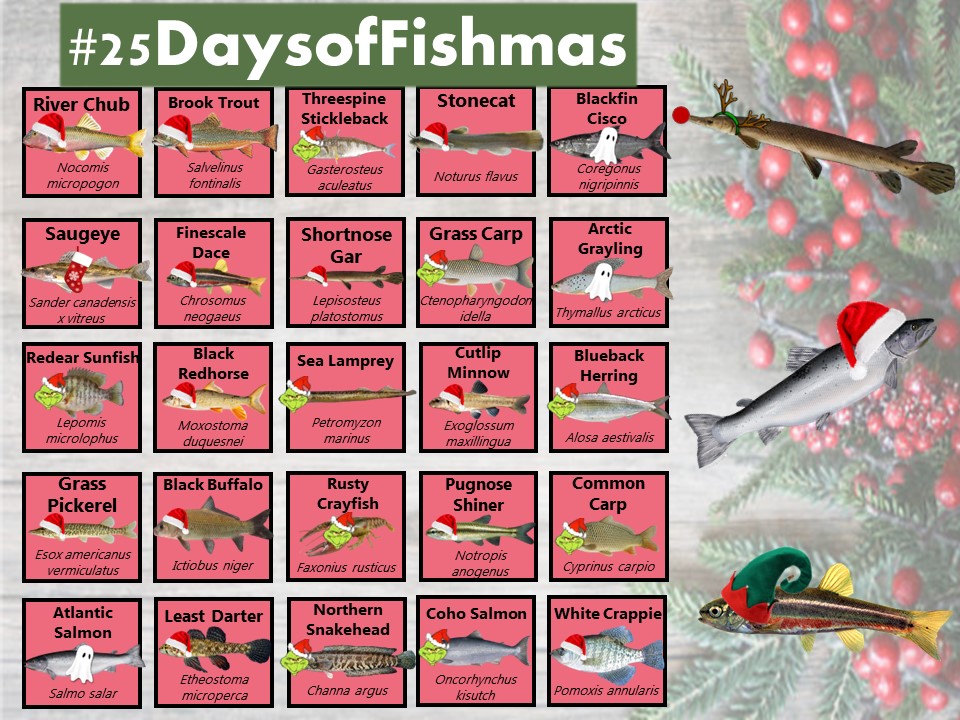 Katie O'Reilly (@drkatfish) on Twitter photo 🎶I’m dreaming of a White #Fishmas🎶
Even if there’s no snow on the ground wherever you find yourself this year, our final fish feature will ensure all your #Fishmas-es will be white! ❄️
The White Crappie (Pomoxis annularis) helps us close out this year's #25DaysofFishmas 🎶I’m dreaming of a White #Fishmas🎶
Even if there’s no snow on the ground wherever you find yourself this year, our final fish feature will ensure all your #Fishmas-es will be white! ❄️
The White Crappie (Pomoxis annularis) helps us close out this year's #25DaysofFishmas
