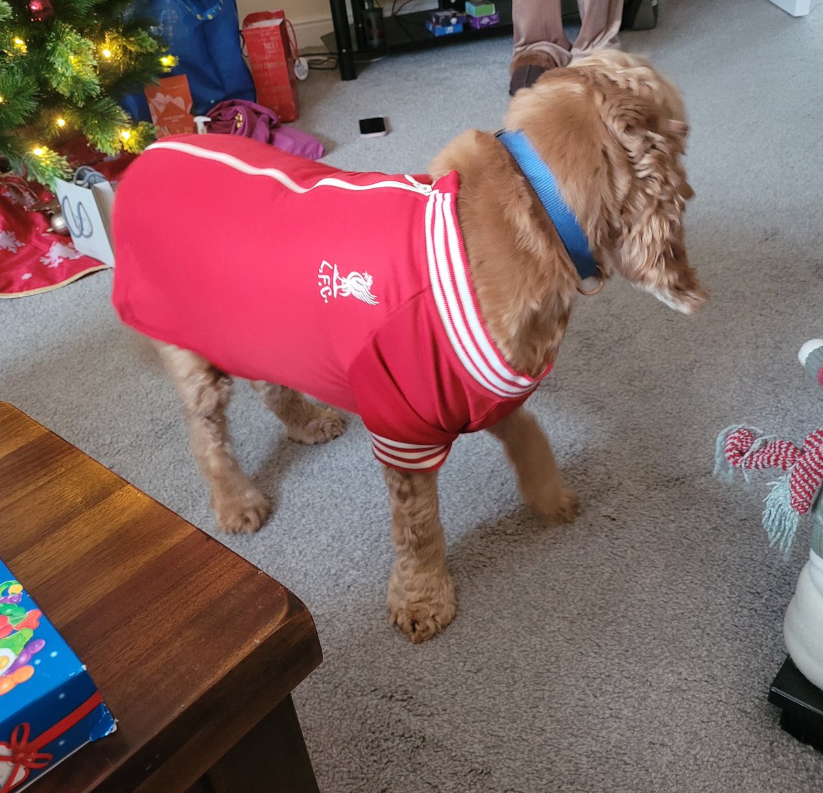 Happy Christmas from Hugo!