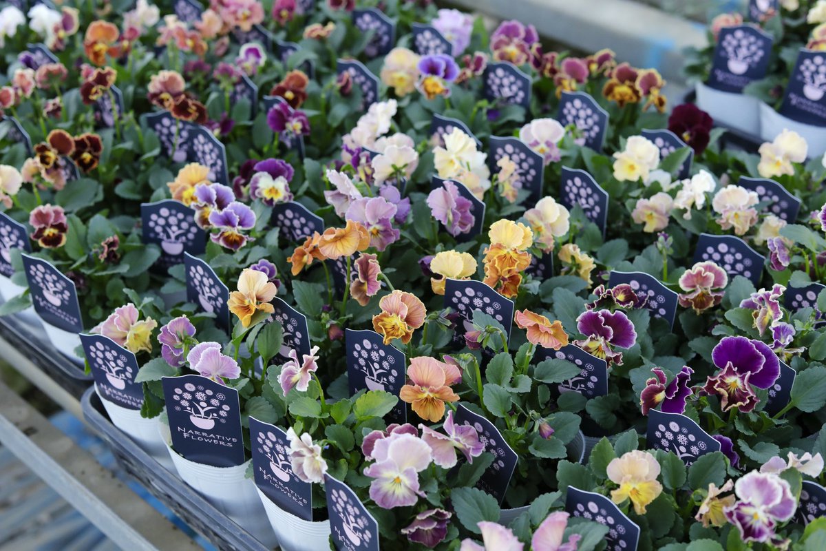 narrativeflower's tweet photo. お気に入りのナラフラビオラたち https://t.co/2EZqxH5n6V