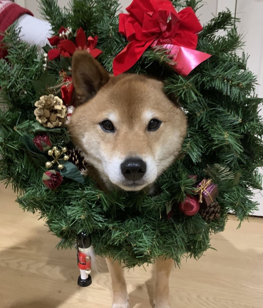 JRMS_teddy's tweet photo. 🎄 https://t.co/jn2fYWkeON