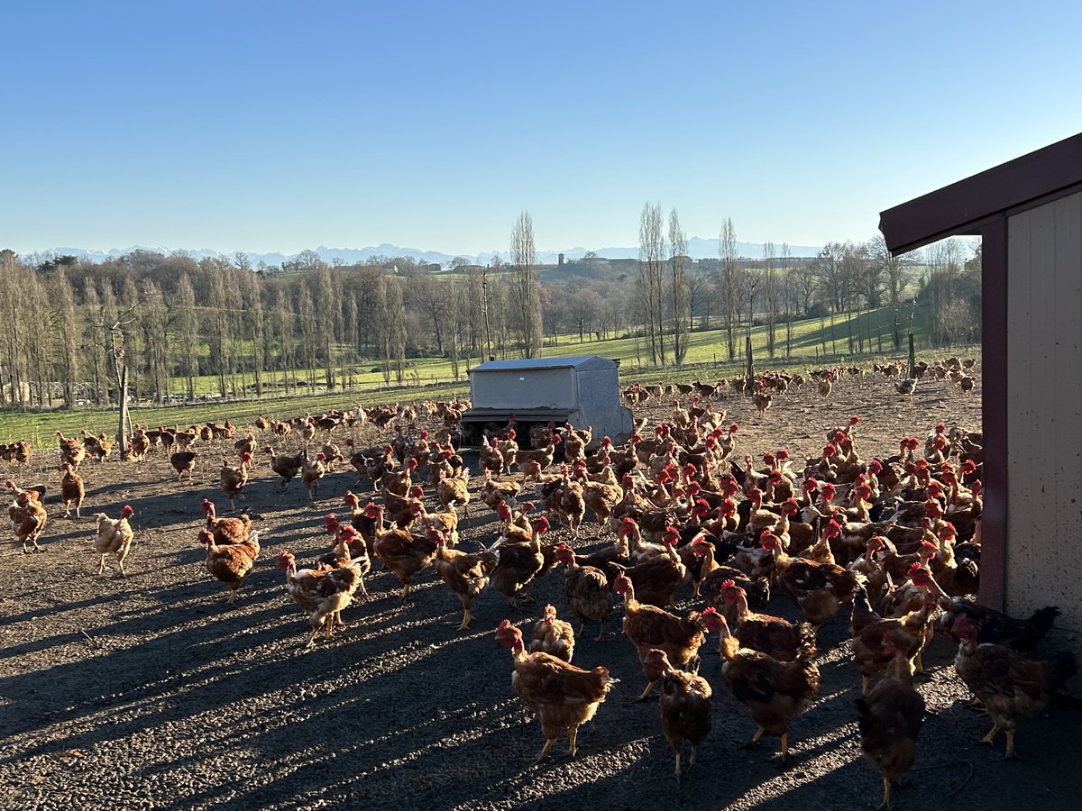 Jour de Noël, les beaux poulets ont aussi droit à la journée ensoleillée. Bien sûr je les ai nourri comme tous les lundis, un pur bonheur surtout lorsque mon petit-fils de 37 jours m’a rendu visite. Comme sa maman il va baigner très tôt dans la ferme avec les animaux ❤️🌽🦆🚜