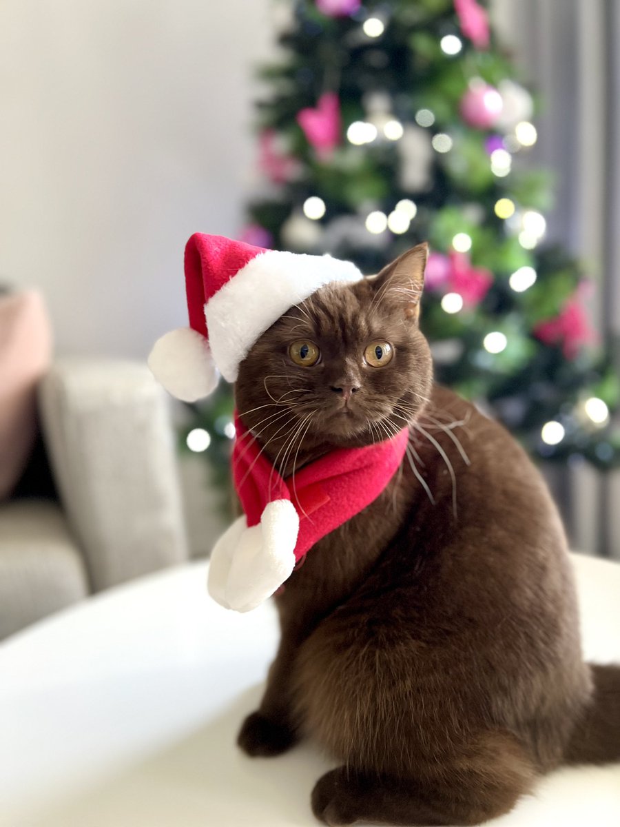 cherrypudding26's tweet photo. Merry Christmas everyone! 🤎
#cats https://t.co/x1r5BU2KnB