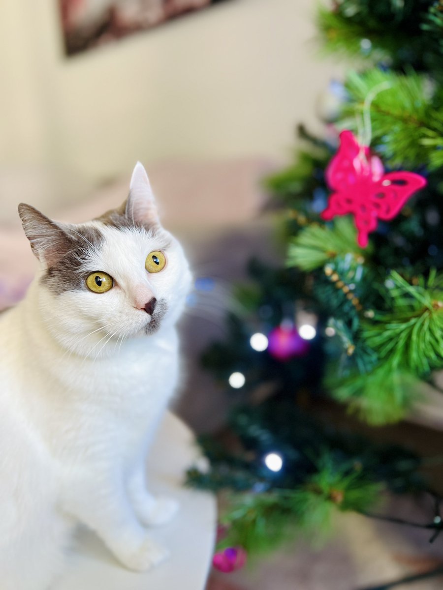 cherrypudding26's tweet photo. Merry Christmas everyone! 🤎
#cats https://t.co/x1r5BU2KnB