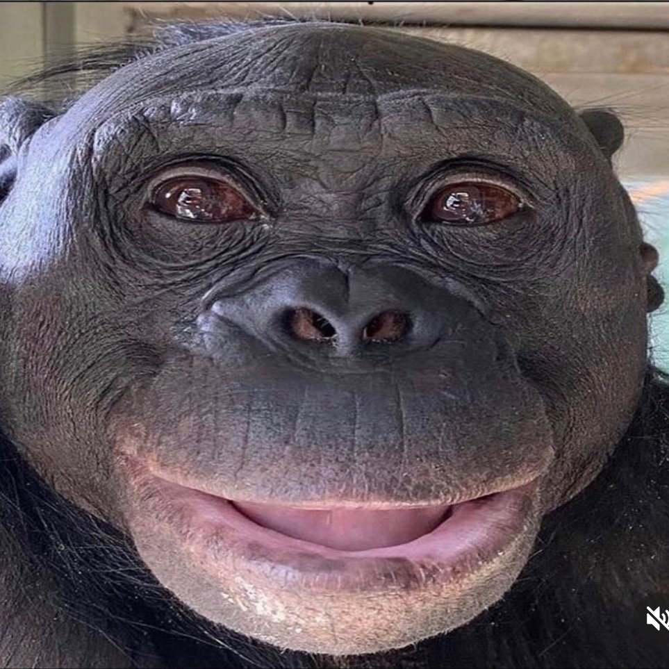 monkeyarchive2 tweet picture