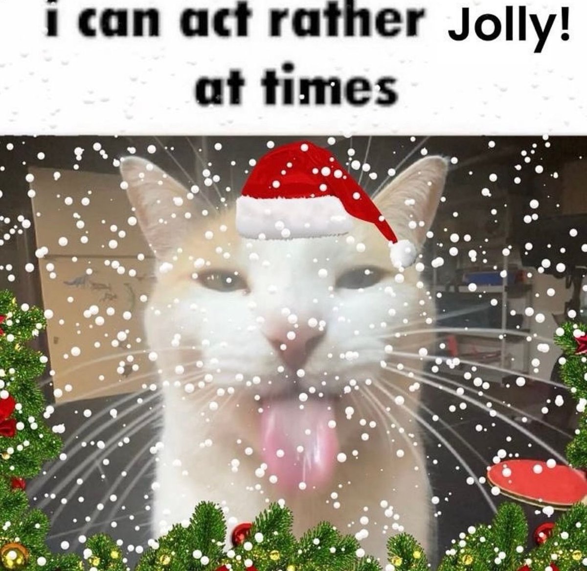 PostsOfCats's tweet photo. https://t.co/7aD7r0moDh
