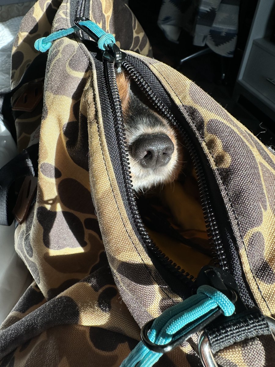 bobby's tweet image. accidentally booked a no pets hotel so this is how we have to smuggle mose in and out. merry christmas.