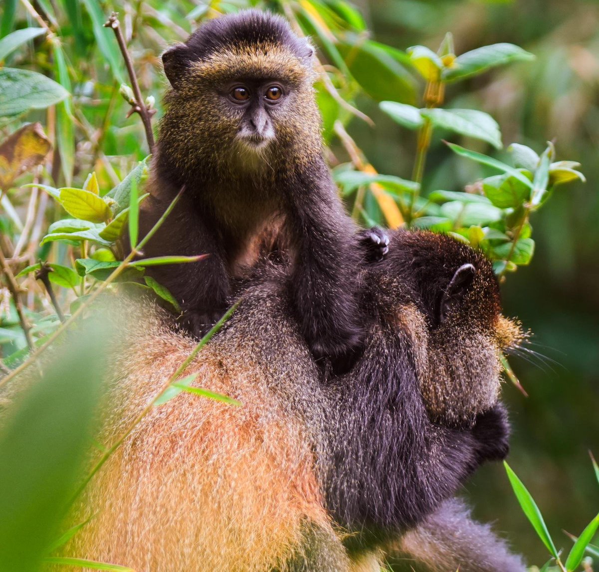 KatabaziN's tweet photo. Another reason you should not miss visiting Uganda.
#VisitingUganda
#GoldenMonkey
#katabazinatsk@gmail.com https://t.co/Y5qm0c9Ovd
