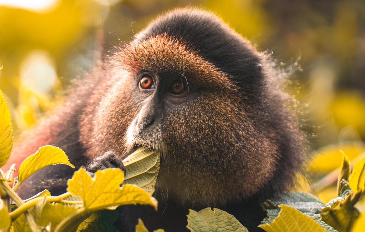 KatabaziN's tweet photo. Another reason you should not miss visiting Uganda.
#VisitingUganda
#GoldenMonkey
#katabazinatsk@gmail.com https://t.co/Y5qm0c9Ovd