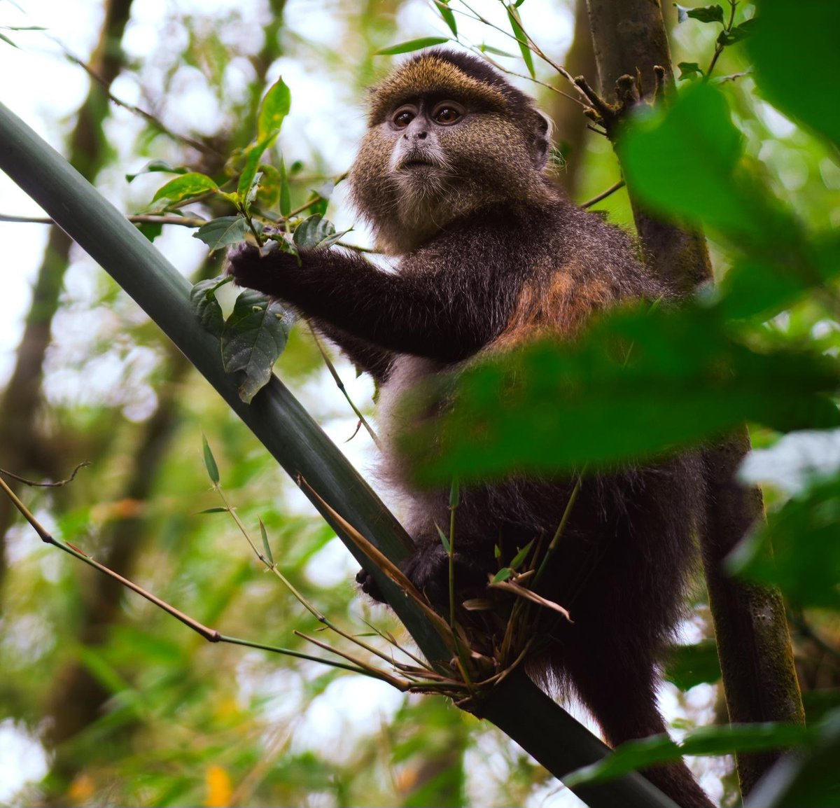 KatabaziN's tweet photo. Another reason you should not miss visiting Uganda.
#VisitingUganda
#GoldenMonkey
#katabazinatsk@gmail.com https://t.co/Y5qm0c9Ovd