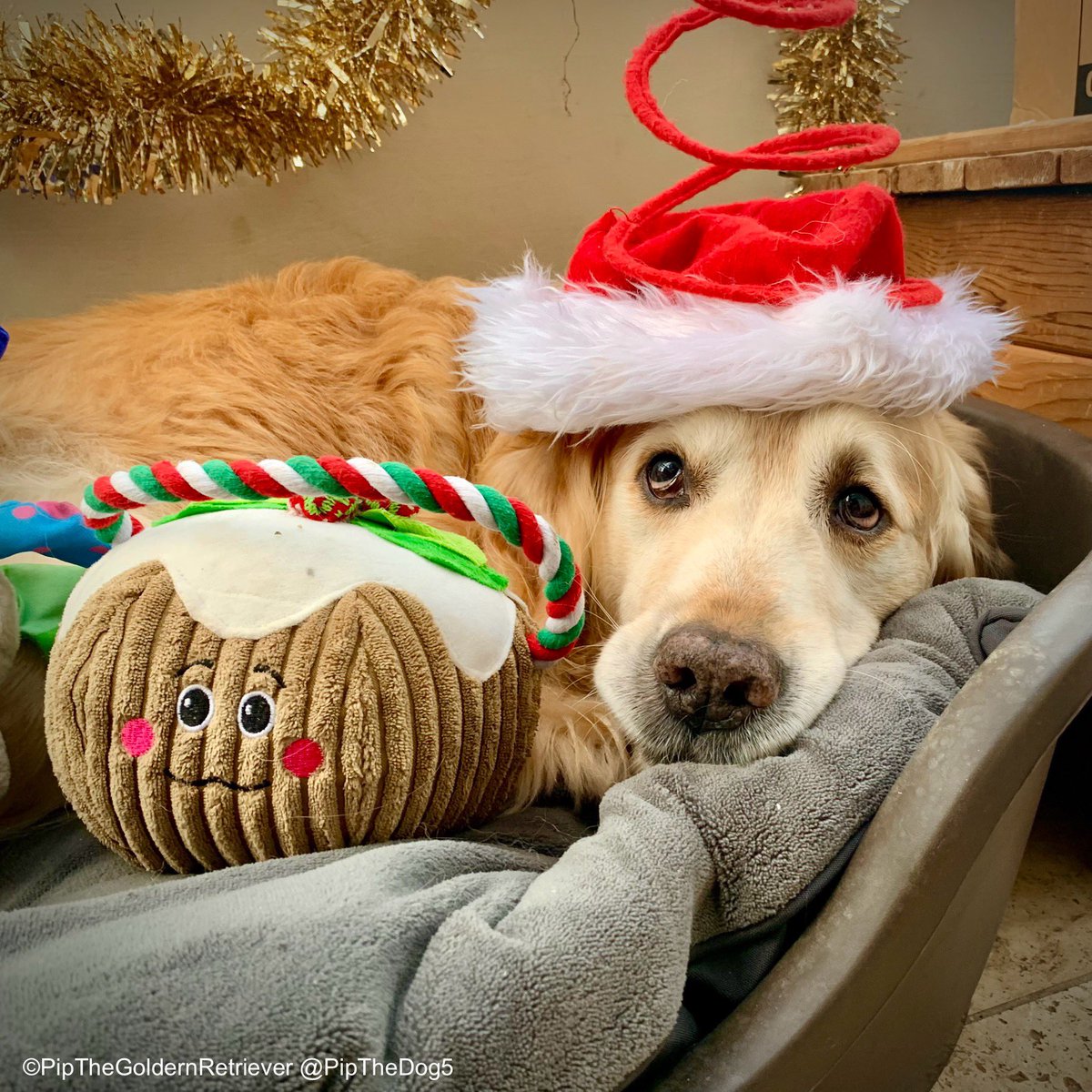 🎅🏼🐶🙀

There’ll be a right ‘Ding Dong Merrily On High’ if I have to wear this hat much longer! 😂

#DogProblems #HappyChristmas
#GoldenRetrievers 🐕😀🐾