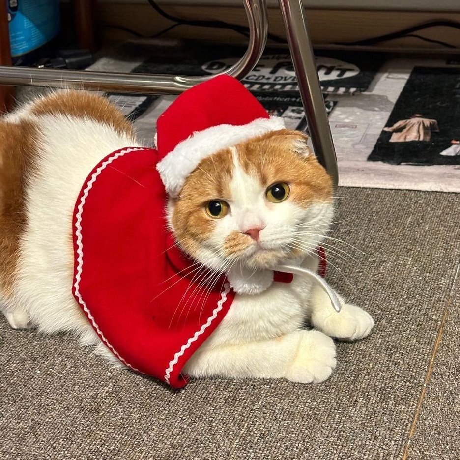 exsoulwindt's tweet photo. que coisa mais linda a whee com seu filho no natal https://t.co/xrRJn7gMfu