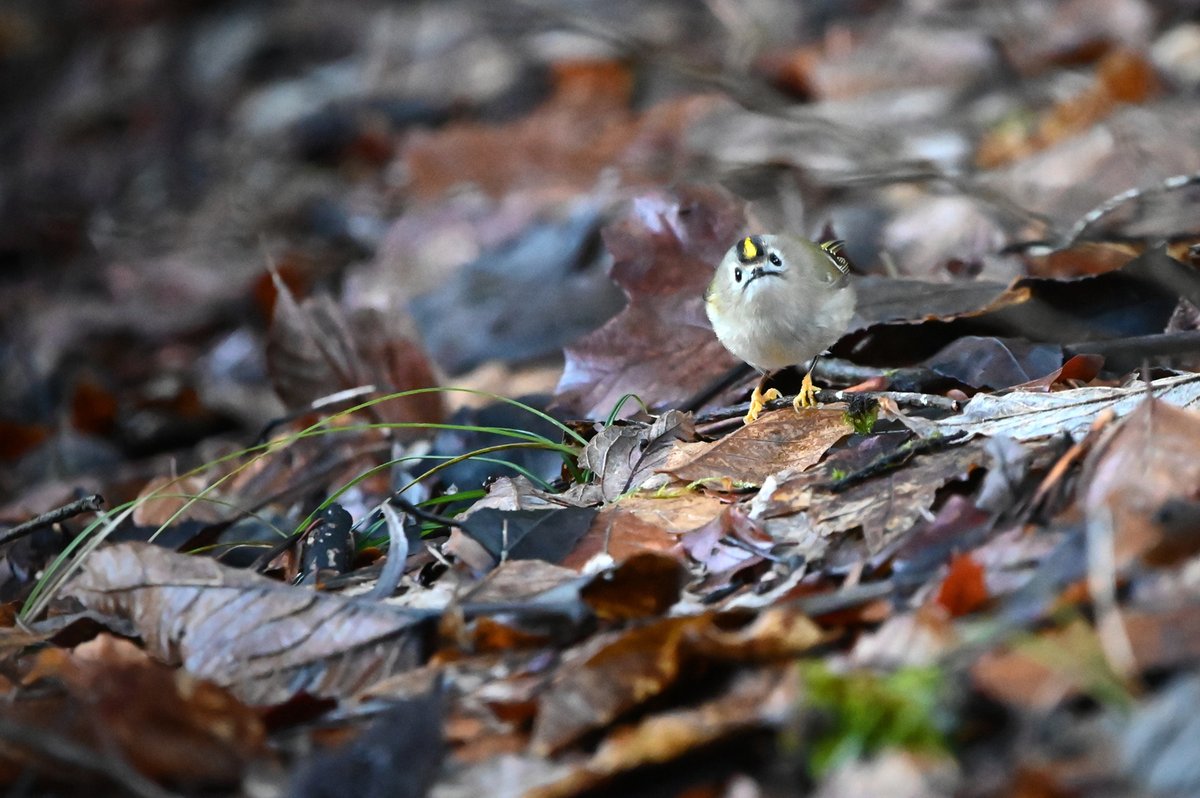 Renard Alpin tweet media
