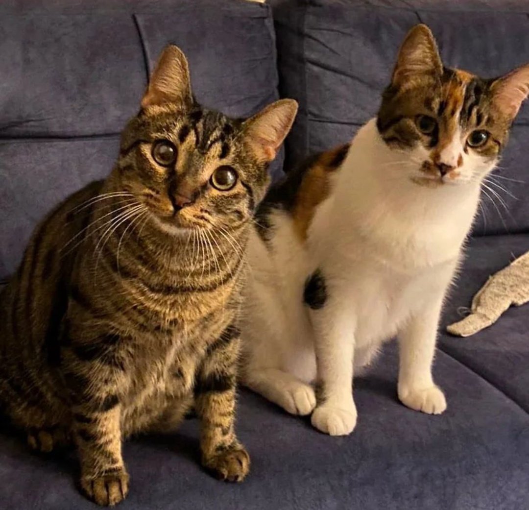 Bu güzelliklerin sahibi bir gece kalp krizi geçirip vefat etmiş. Sabah cenazesi bulunduğunda bile bu çocuklar sahiplerinin dibinde uyuyormuş. Fakat şu an ortada kalmışlar vefat eden kişinin çocukları evi boşaltmak için onları barınağa yollatacakmış😔Acil yuva  aranıyor. İstanbul.