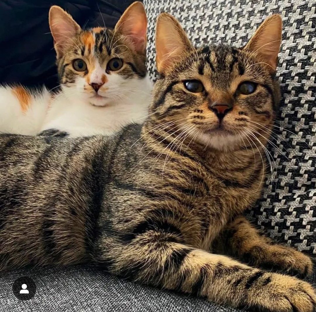 Lilampay's tweet photo. Bu güzelliklerin sahibi bir gece kalp krizi geçirip vefat etmiş. Sabah cenazesi bulunduğunda bile bu çocuklar sahiplerinin dibinde uyuyormuş. Fakat şu an ortada kalmışlar vefat eden kişinin çocukları evi boşaltmak için onları barınağa yollatacakmış😔Acil yuva  aranıyor. İstanbul. https://t.co/r8ffSLOa8m
