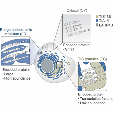 MolecularCell tweet picture