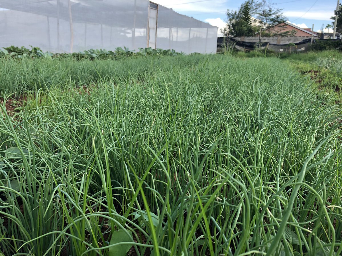 #bulbonions ready seedlings red coach variety.

Dear #farmer as you celebrate Christmas remember you have a #duty to #feed the nation.

Through #farming  we proof our    #love and #compassion to the world.

#MerryChristmas2023