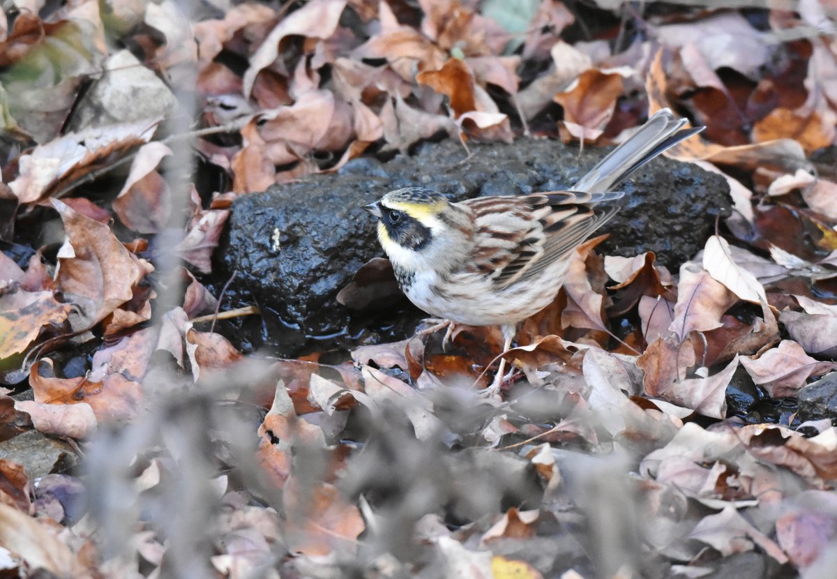 woodsbird81's tweet photo. 小さな水場を見つけたようです。
#野鳥観察 #ミヤマホオジロ https://t.co/rzrKNmATNn