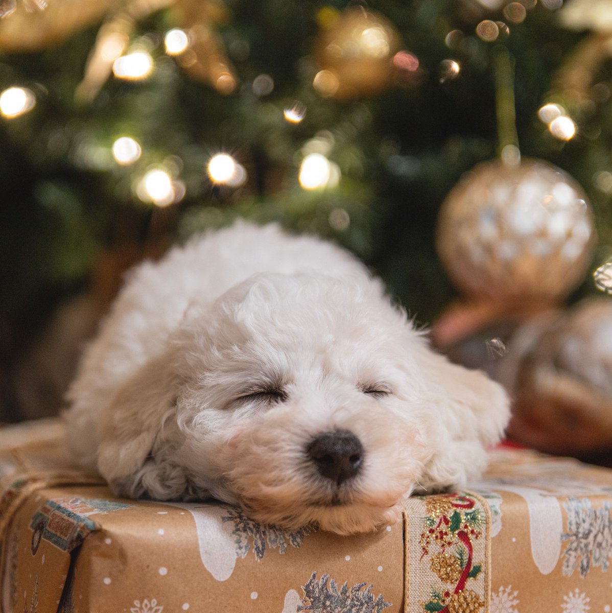 Bravo LT tweet media