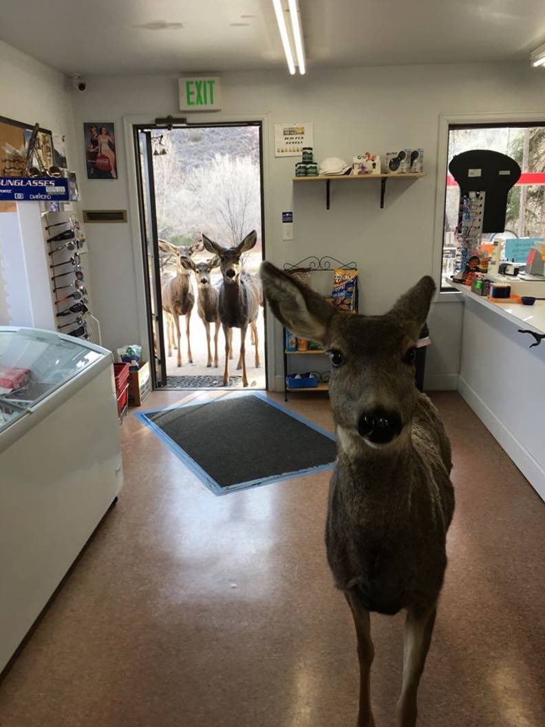 In 2017, a deer walked into a store in Colorado. In an attempt to get it to leave, an employee fed the deer a peanut bar. The deer did leave, but returned later that day with it's whole family.