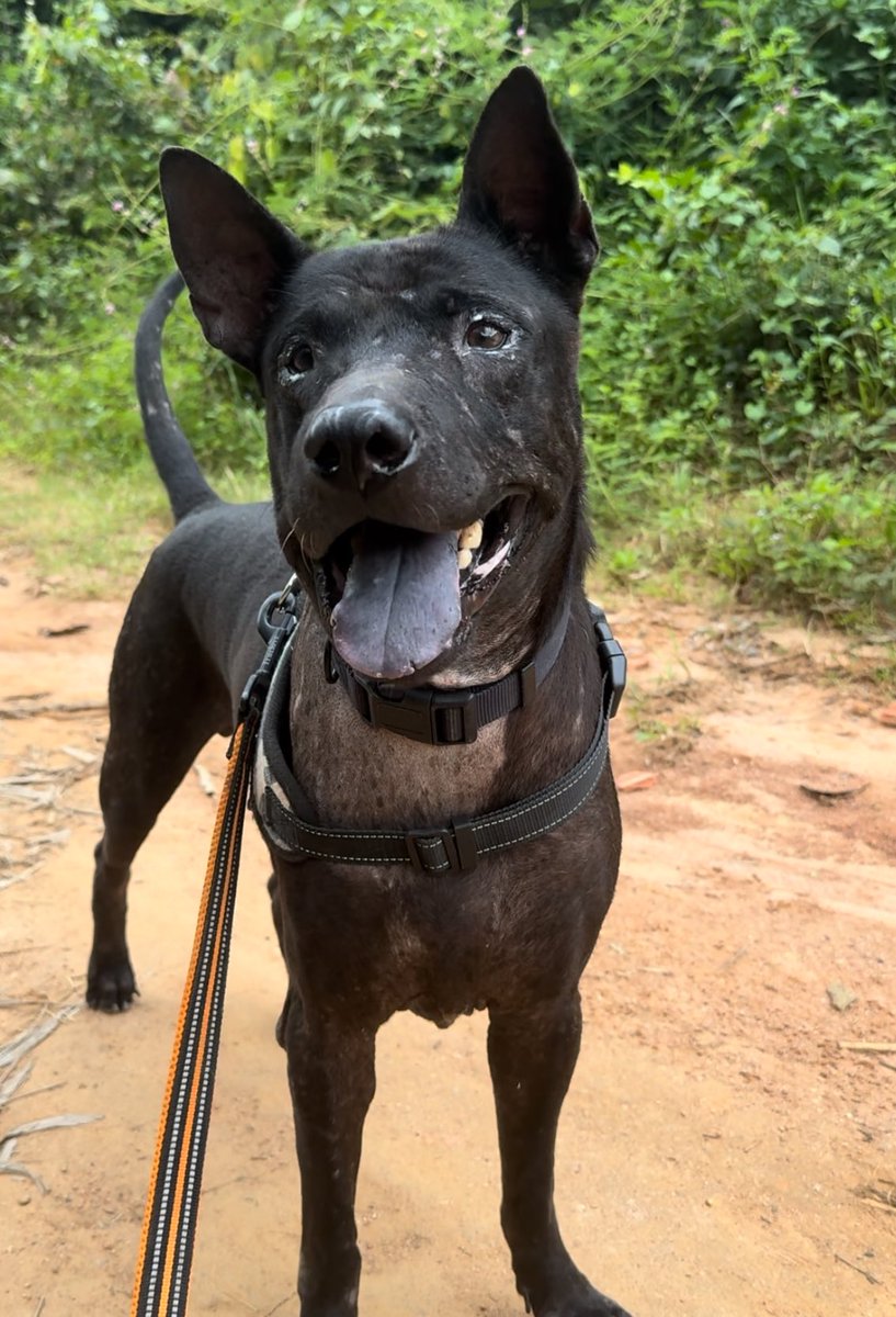 9 weeks between these 2 sets of photos. You truly are a miracle Mr Shaq. 

Have a wonderful day everybody and if you feel a little down or low maybe Shaq can show you comebacks are always possible 🥰🙏 (5/5)