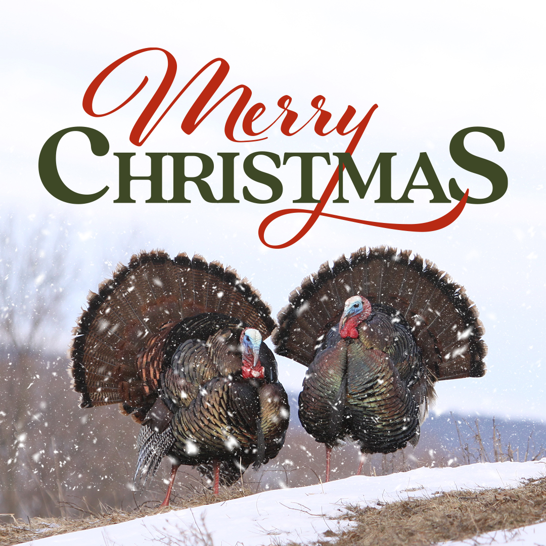 NWTF_official's tweet photo. Merry Christmas from our flock to yours! We hope you have a safe, enjoyable holiday 🦃 https://t.co/esgs6Hjd3J