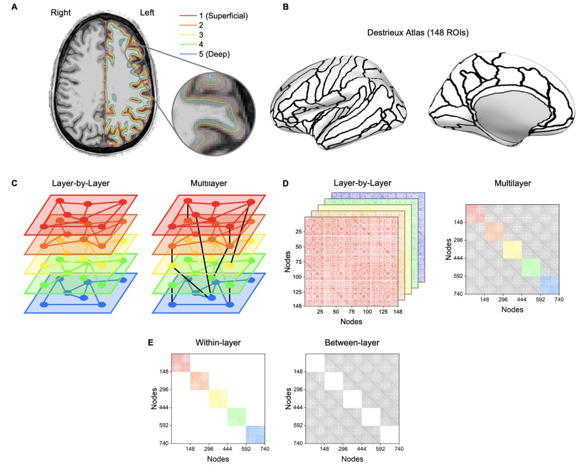 New layer-fMRI preprint that applies graph-theory analyses on resting-state layer-fMRI data. Kotlarz et al. conclude that superficial layers have more influence on information transfer. doi.org/10.1101/2023.1…