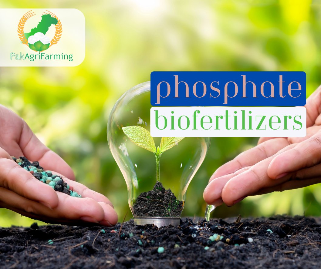 🌱 Explore the power of phosphate biofertilizers in our latest article. 🍃
🚀 Phosphorus Mobilizing Biofertilizers🌾👍
📚 Read the full article:  t.ly/s9isq 🌿 

Fb Page: bit.ly/3RJNBRP
Youtube: bit.ly/3v0eatk
#biofertilizers #pakagrifarming