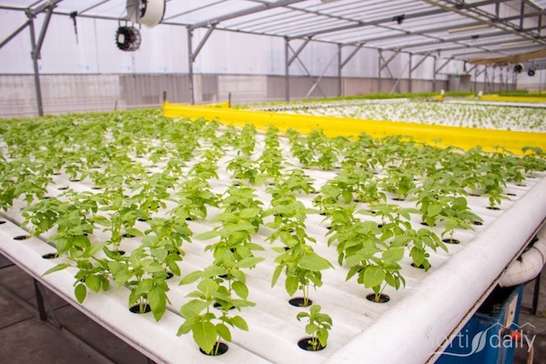 CAN (BC): Windset Farms partners with CityReach Care Society @WindsetFarms hortidaily.com/article/958747…