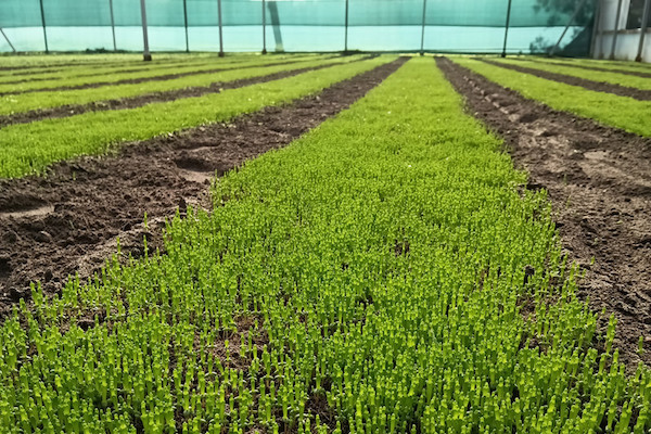 'We'll get the first Portuguese salicornia in the second week of January' hortidaily.com/article/958799…