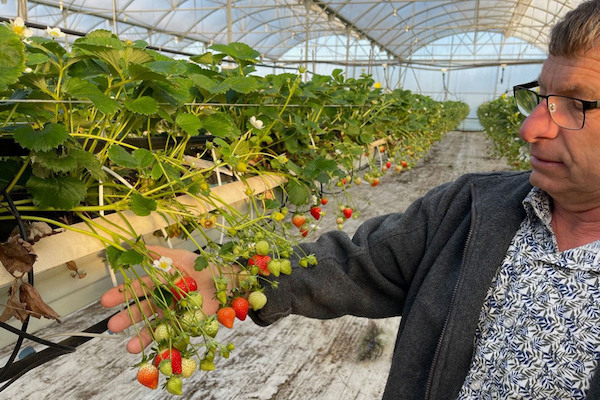 "Market demand for our strawberries is very good at the moment"
hortidaily.com/article/958757…