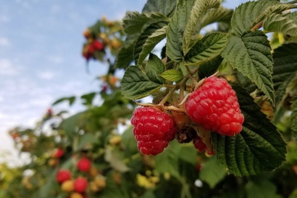 Raspberries in Huelva decreased by 21.5%, and strawberries fell by 3% hortidaily.com/article/958724…