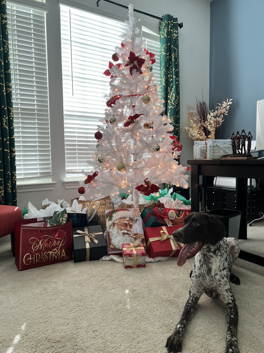 TheDogBlu's tweet photo. Merry Christmas 2023 #BluChristmas https://t.co/zZfh2kDi0I