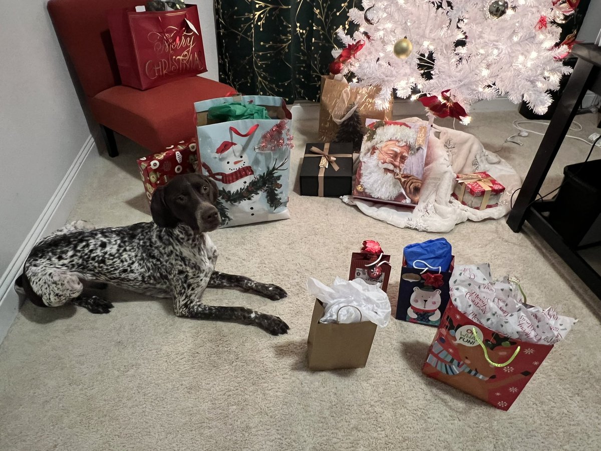 TheDogBlu's tweet photo. Merry Christmas 2023 #BluChristmas https://t.co/zZfh2kDi0I