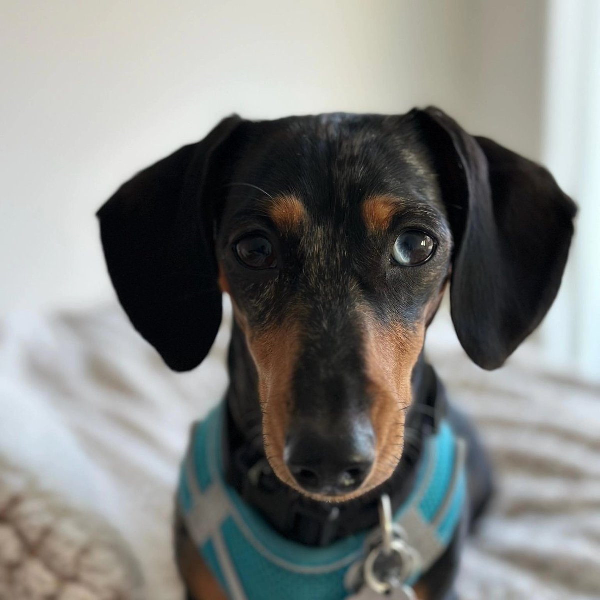 doxie_jake tweet picture