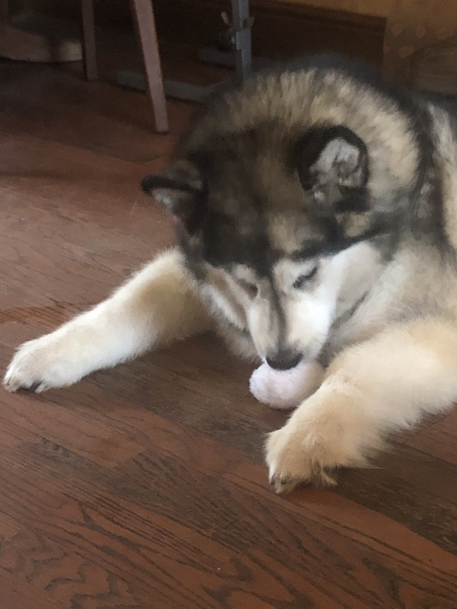 Sleddogsociety's tweet photo. #KasKae #kaskaetime #kaskaeofTiktok #Tiquana #tikkitime #tikkitoktiquana #alaskanmalamute #alaskanmalamuteoftiktok #huskies #huskiesoftiktok #dog #dogsoftiktok #cutenessoverload #cutenessoverloaded🥰🥰🥰 #cutedogoftiktok #christmas https://t.co/SG6b4EWpaZ