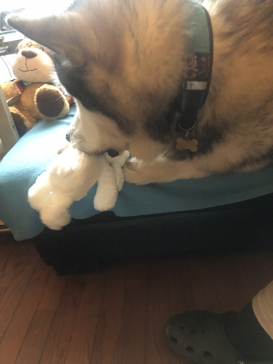 Sleddogsociety's tweet photo. #KasKae #kaskaetime #kaskaeofTiktok #Tiquana #tikkitime #tikkitoktiquana #alaskanmalamute #alaskanmalamuteoftiktok #huskies #huskiesoftiktok #dog #dogsoftiktok #cutenessoverload #cutenessoverloaded🥰🥰🥰 #cutedogoftiktok #christmas https://t.co/SG6b4EWpaZ