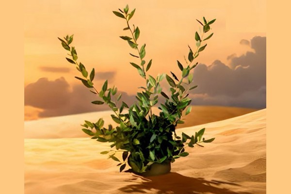 "Durabello: climate-resilient plants for a green future"
hortidaily.com/article/958755…